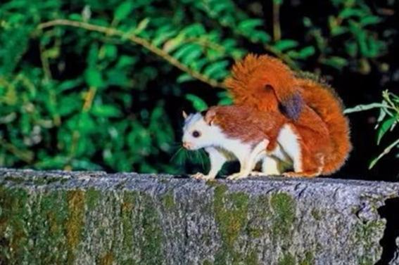 鼯鼠飲食 鼯鼠飲食