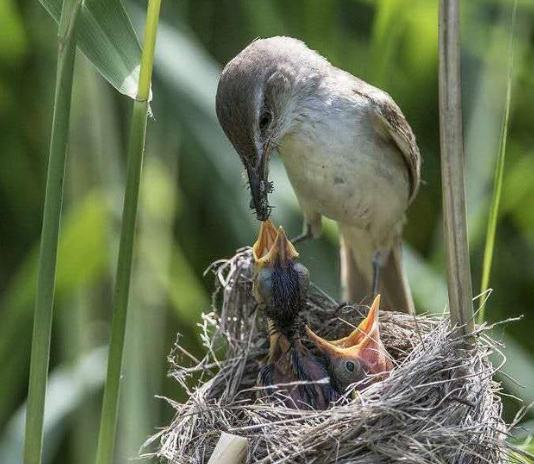 幼鳥吃飽一直叫原因
