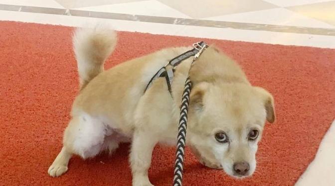 狗狗血便 狗狗血便