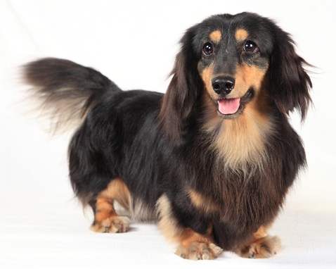 臘腸狗平均壽命 臘腸狗平均壽命