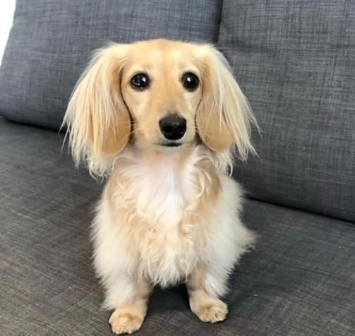 長毛狗飼養困難 長毛狗飼養困難