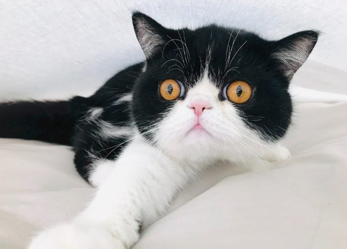 貓腎衰竭存活時間 貓腎衰竭存活時間