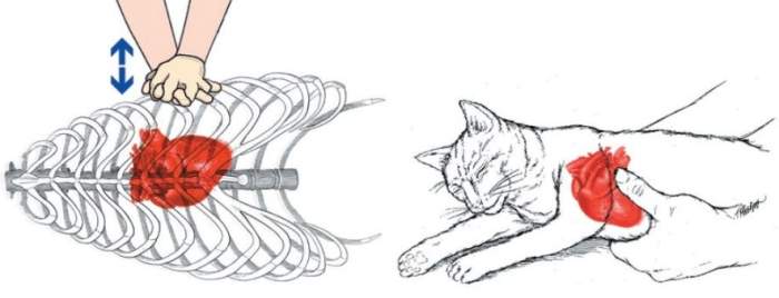 貓休克急救方法