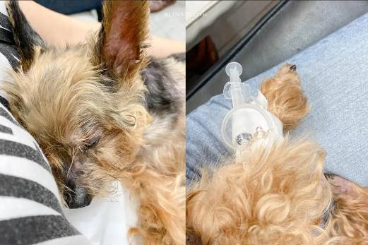 狗狗腎衰竭護理