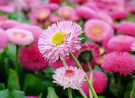 小雛菊紫色花語