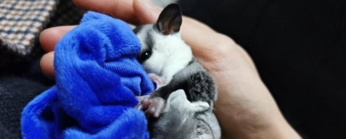 蜜袋鼯飲食 蜜袋鼯飲食