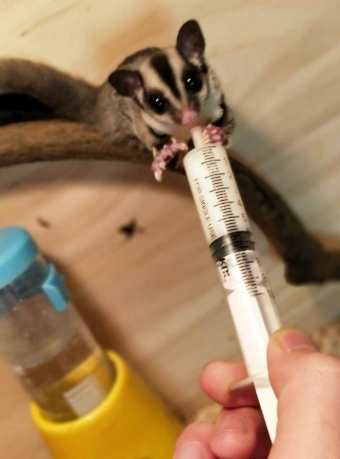 蜜袋鼯飲食禁忌