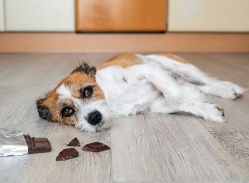 狗誤食咖啡渣處理 狗誤食咖啡渣處理