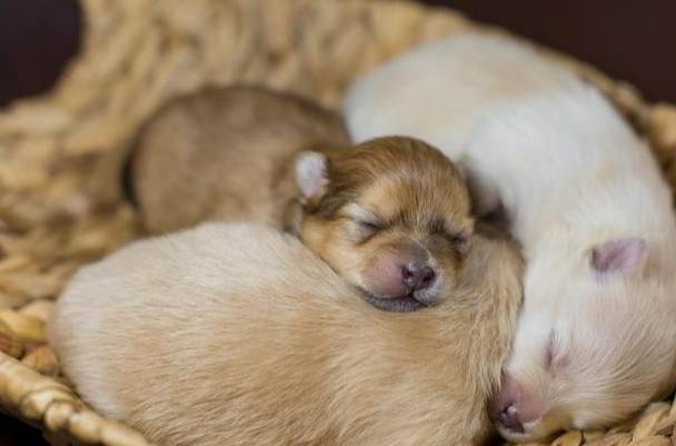 幼犬呼吸正常值