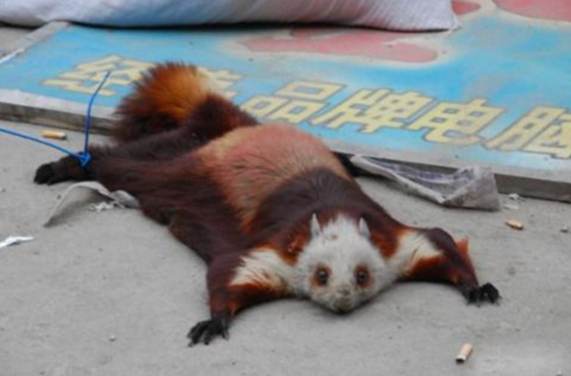 鼯鼠食物 鼯鼠食物