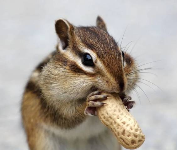 蜜袋鼯健康 蜜袋鼯健康