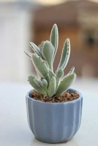 食用多肉植物種類