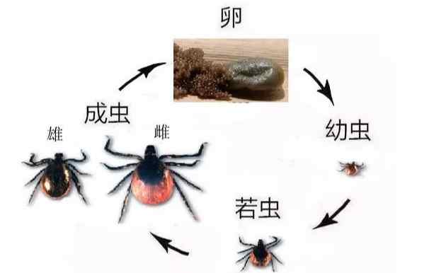 蜱蟲控制生物