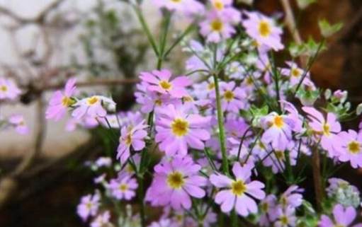 小雛菊花語意義