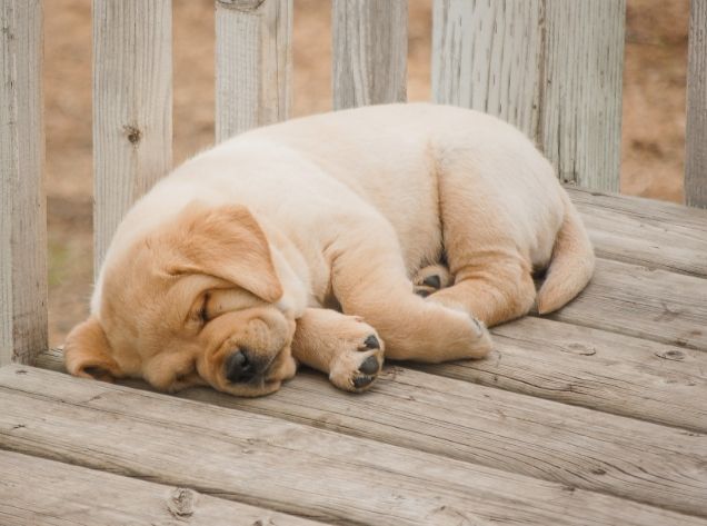 狗胰臟炎症狀 狗胰臟炎症狀