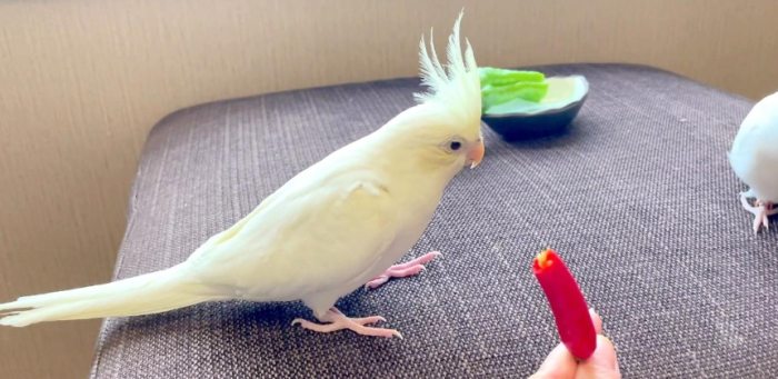 鸚鵡吃水果年齡