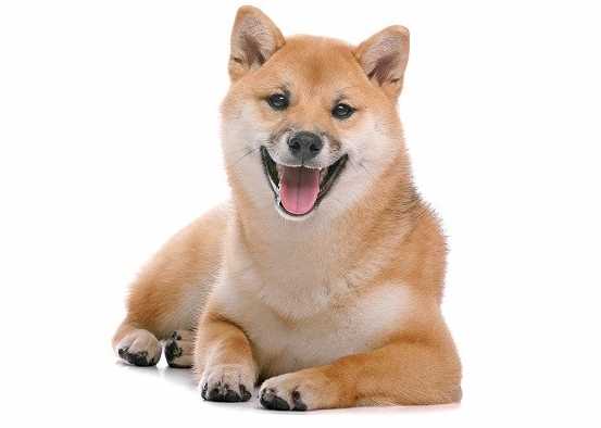 胰臟炎檢查費用