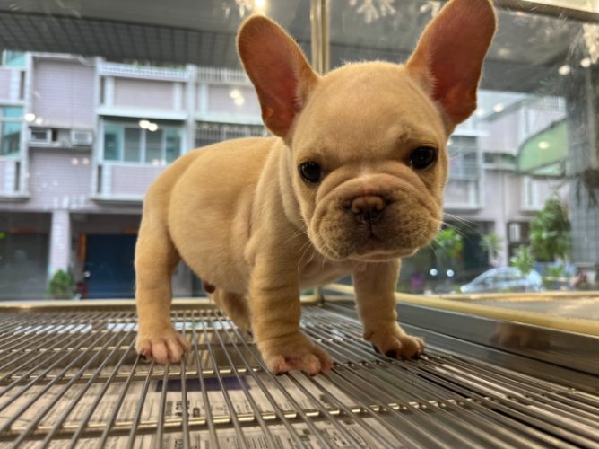 法鬥後腳發抖原因