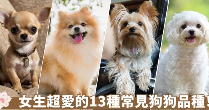 迷你狗品種價格 迷你狗品種價格