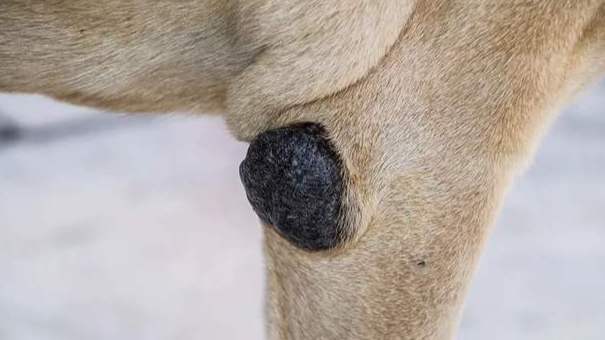 狗狗脂肪瘤症狀 狗狗脂肪瘤症狀