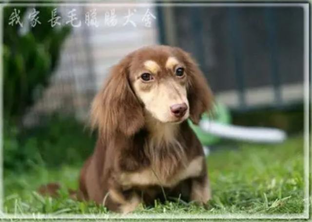 長毛臘腸狗護理 長毛臘腸狗護理