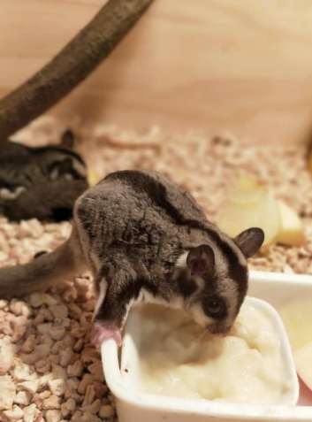 蜜袋鼯餵養指南