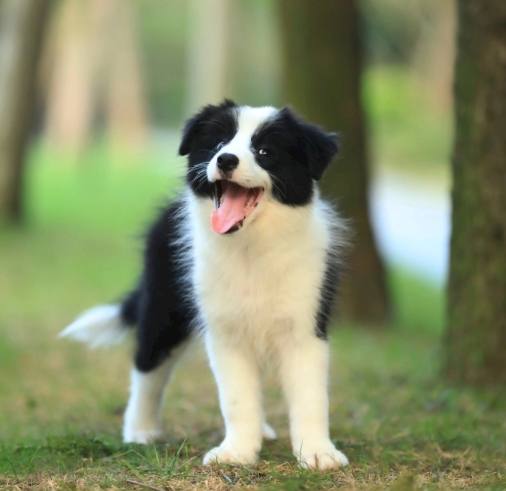 狗稀飯製作 狗稀飯製作