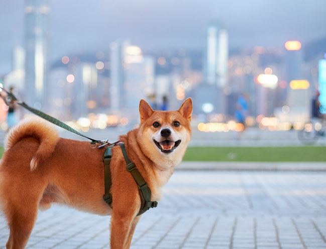 胰臟炎狗飲食 胰臟炎狗飲食
