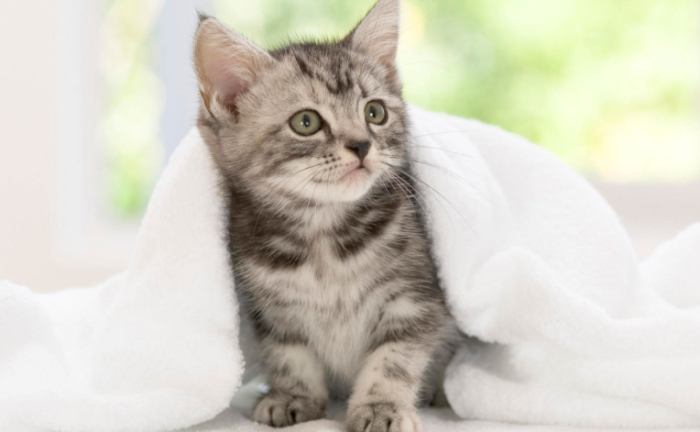 貓腎衰竭存活時間 貓腎衰竭存活時間