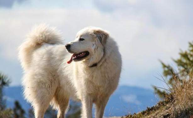 白色犬種推薦 白色犬種推薦