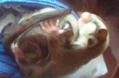 蜜袋鼯飼養成本