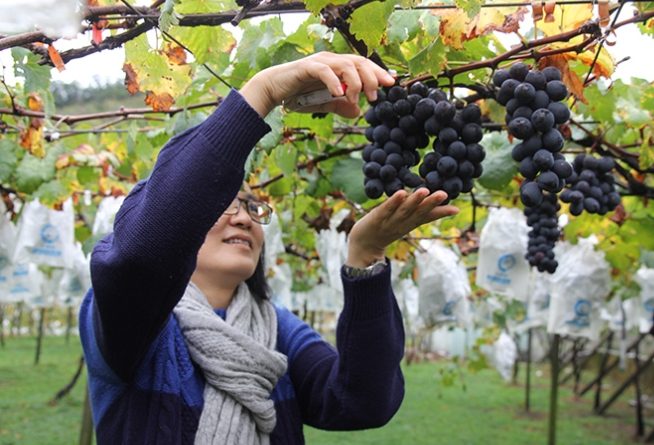 卓蘭果園推薦 卓蘭果園推薦