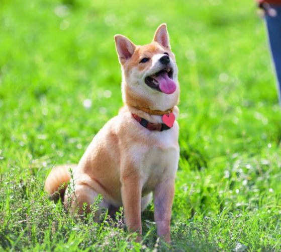 狗狗胰臟炎症狀