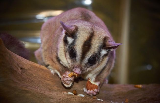 蜜袋鼯餵養指南