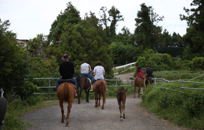 濟州島騎馬 濟州島騎馬