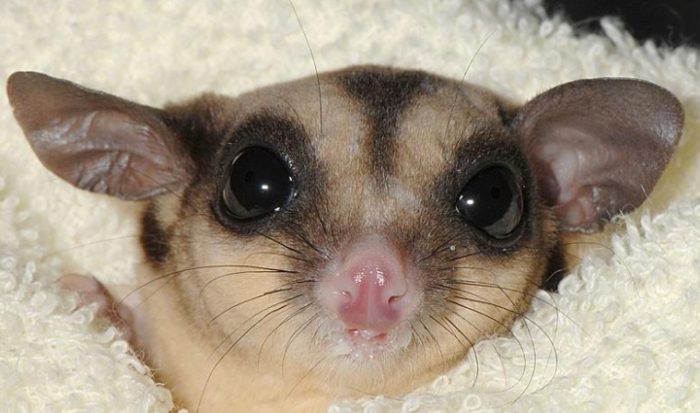 蜜袋鼯飲食禁忌 蜜袋鼯飲食禁忌