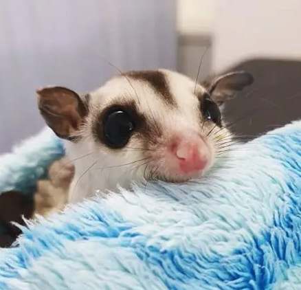 蜜袋鼯寶寶飲食