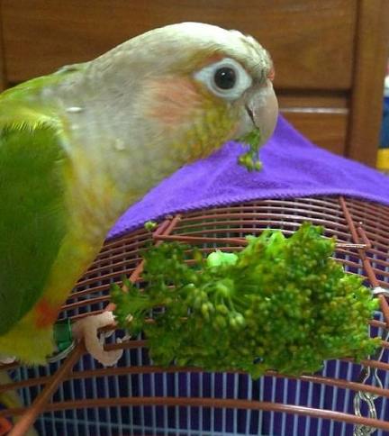 鸚鵡可以吃的水果列表