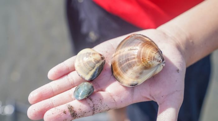 王功潮間帶生態之旅 王功潮間帶生態之旅