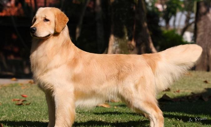 金毛犬平均壽命