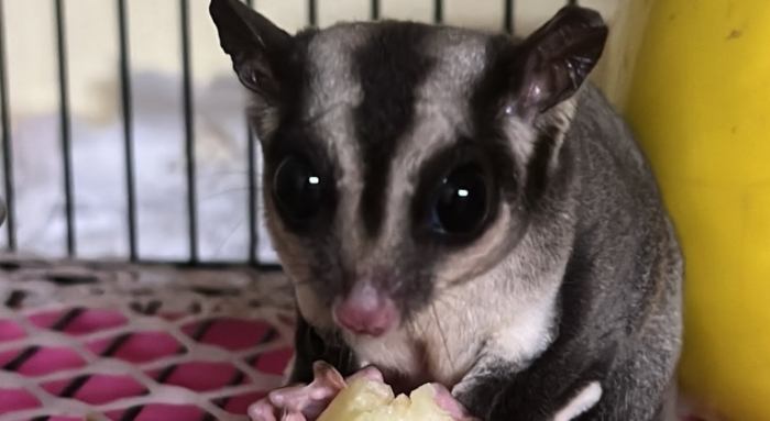 奇異果餵食 奇異果餵食