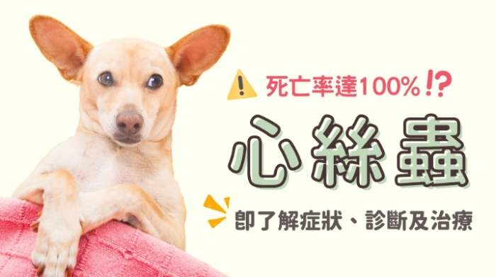 心絲蟲貓咪治療