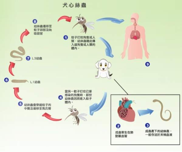 心絲蟲不治療後果 心絲蟲不治療後果