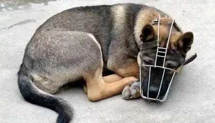 被狗咬處理 被狗咬處理