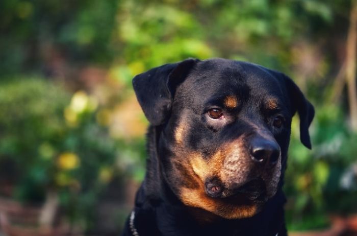 羅威納攻擊性 羅威納攻擊性