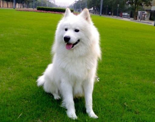 腎衰竭第二期症狀