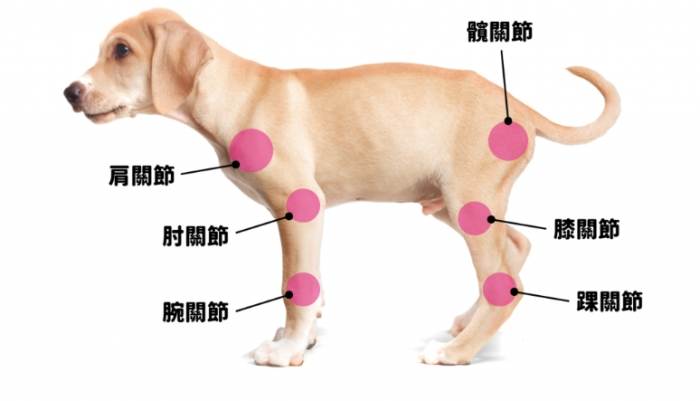狗狗關節炎徵兆
