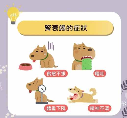 腎衰竭狗狗治療