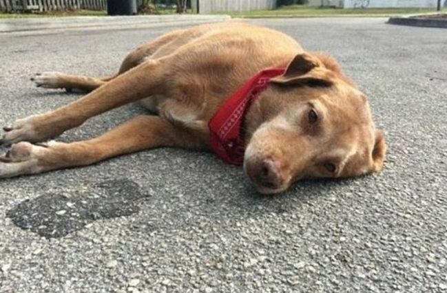 狗休克急救 狗休克急救