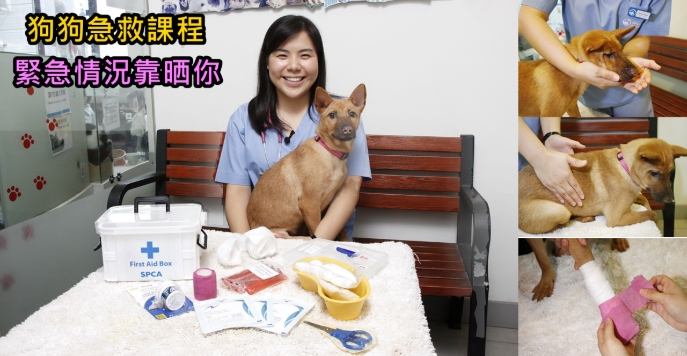 寵物急救訓練